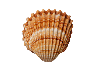 Scallop Shell