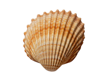 Sea Shell