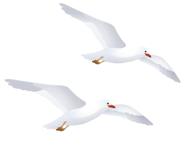 Seagulls