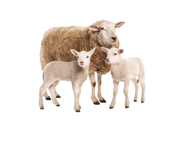 Sheep and cubs