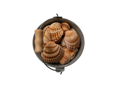 Shell Bucket