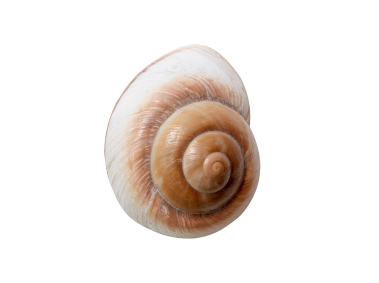 Snail Shell