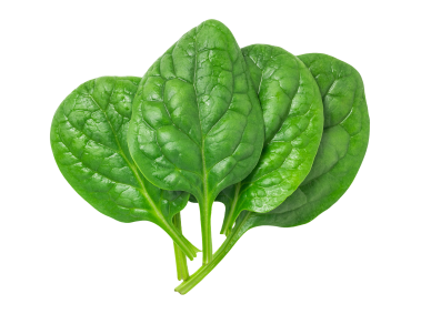 Spinach Leaves