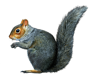 Squirrel