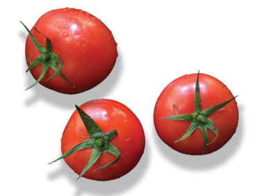 Tomato