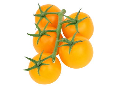 Tomato