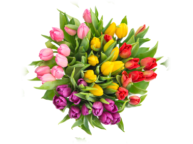 Tulip Bouquet