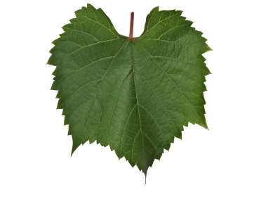 Vine Leaf