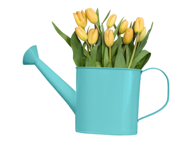 Watering Bucket and Tulips