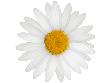 White Daisy