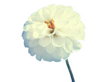 White Flower