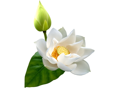 White Lotus