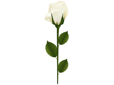 White Rose