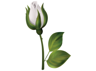 White Rose Bud