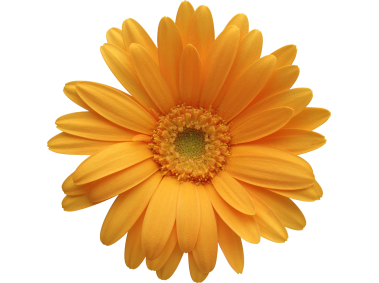 Yellow Gerbera Flower