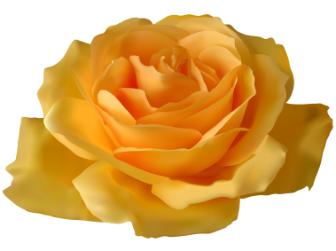 Yellow Rose