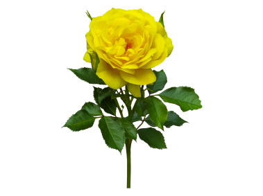 Yellow Rose