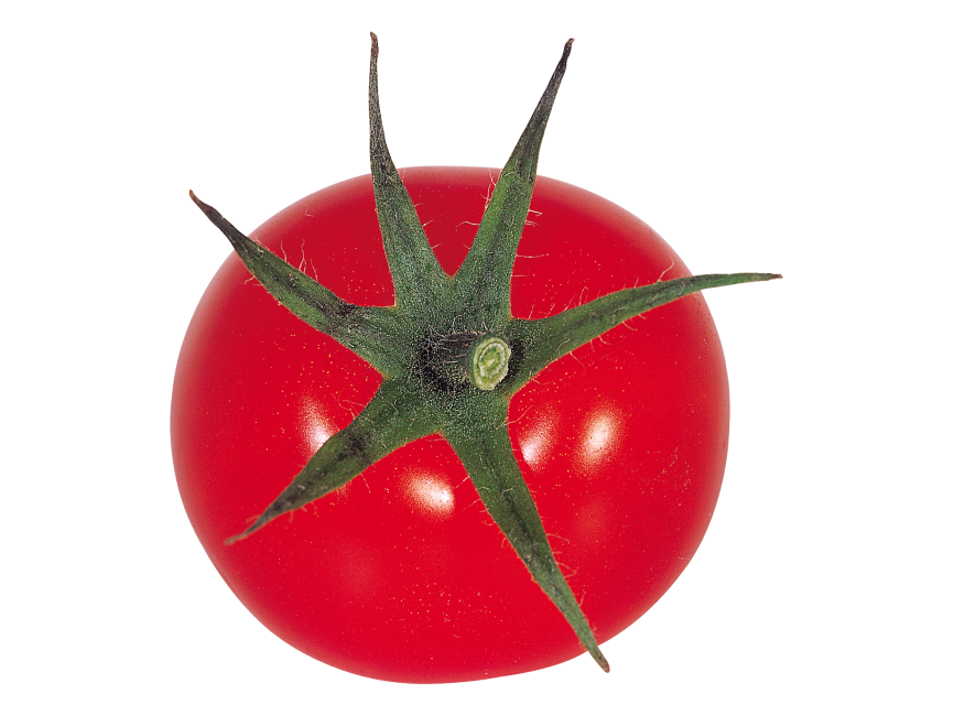 Tomato