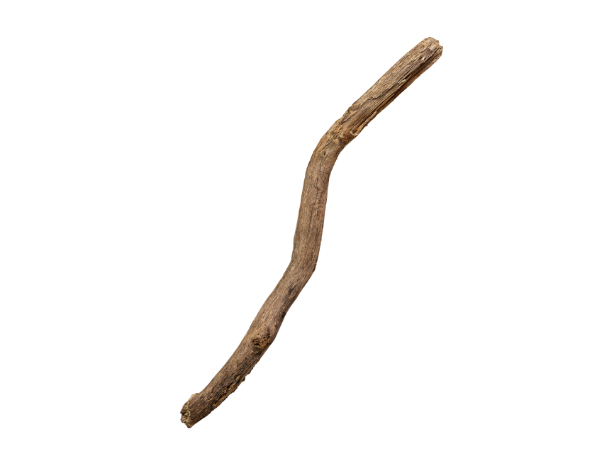 Tree Branch