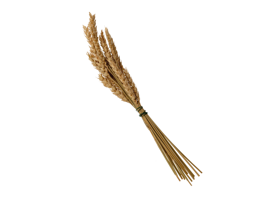 Wheat Head