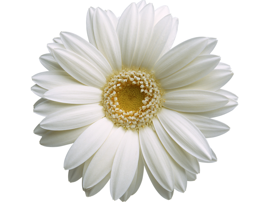 White Gerbera Flower