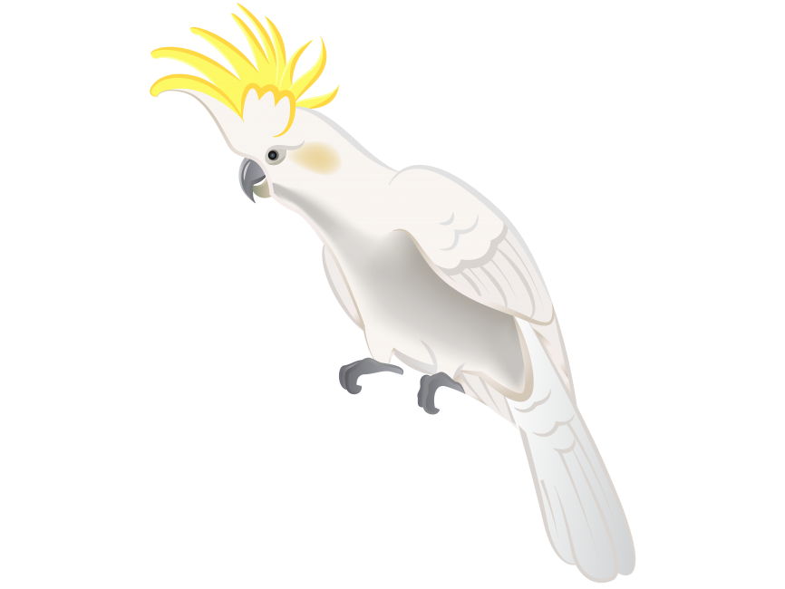 White Parrot