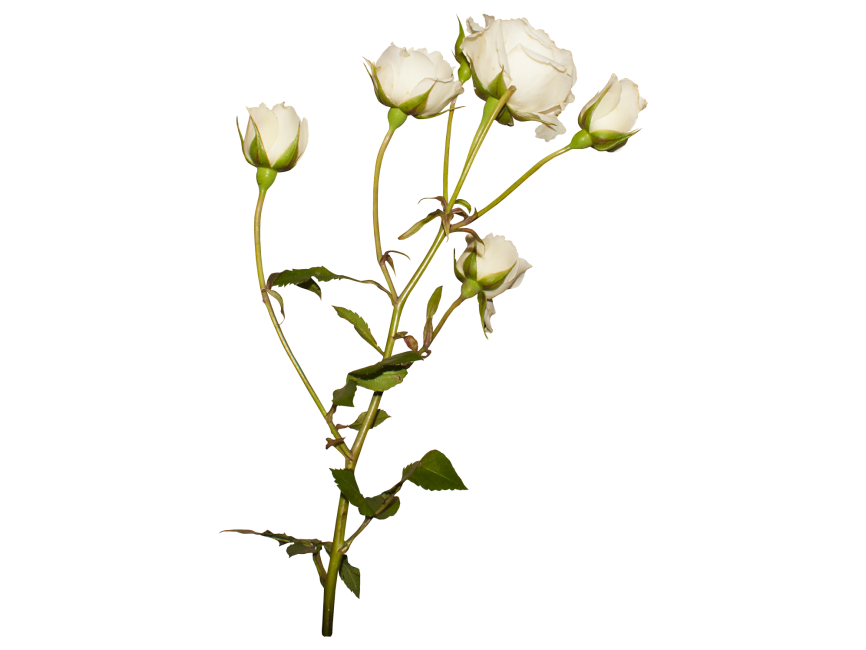 White Rose