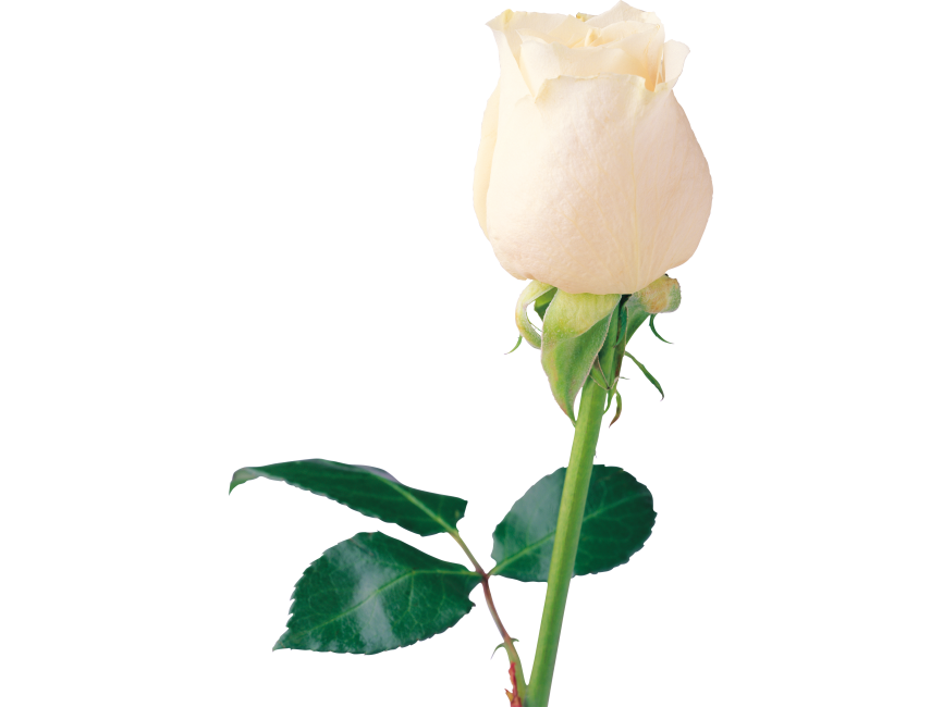 White Rose