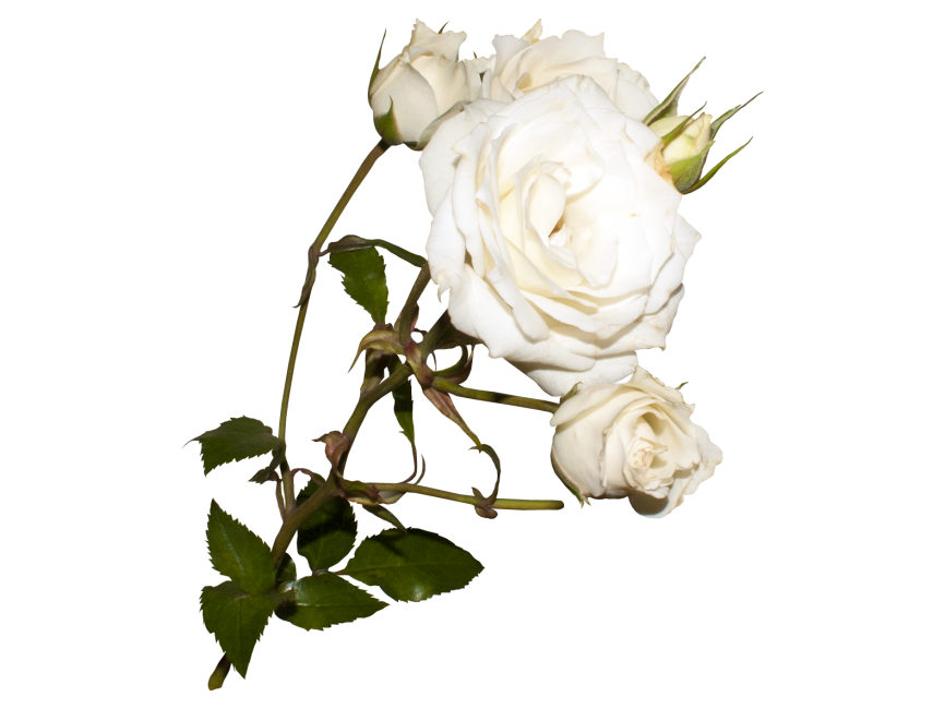 White Rose