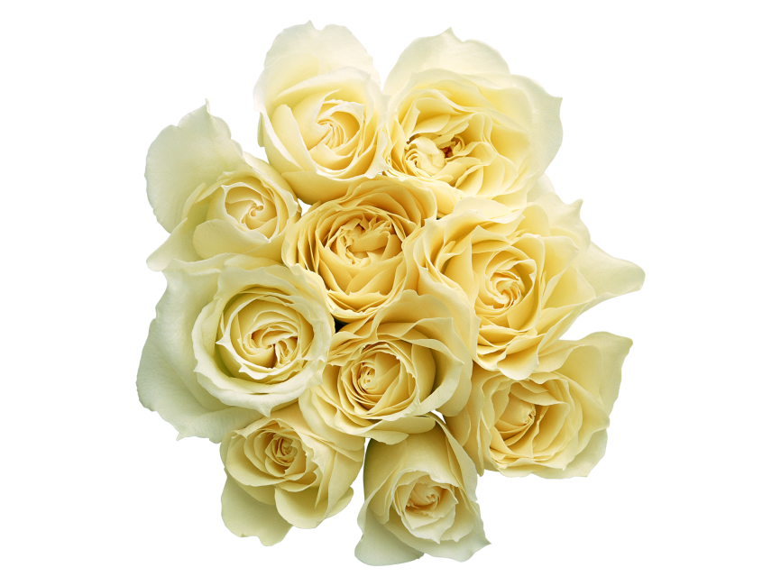 White Roses