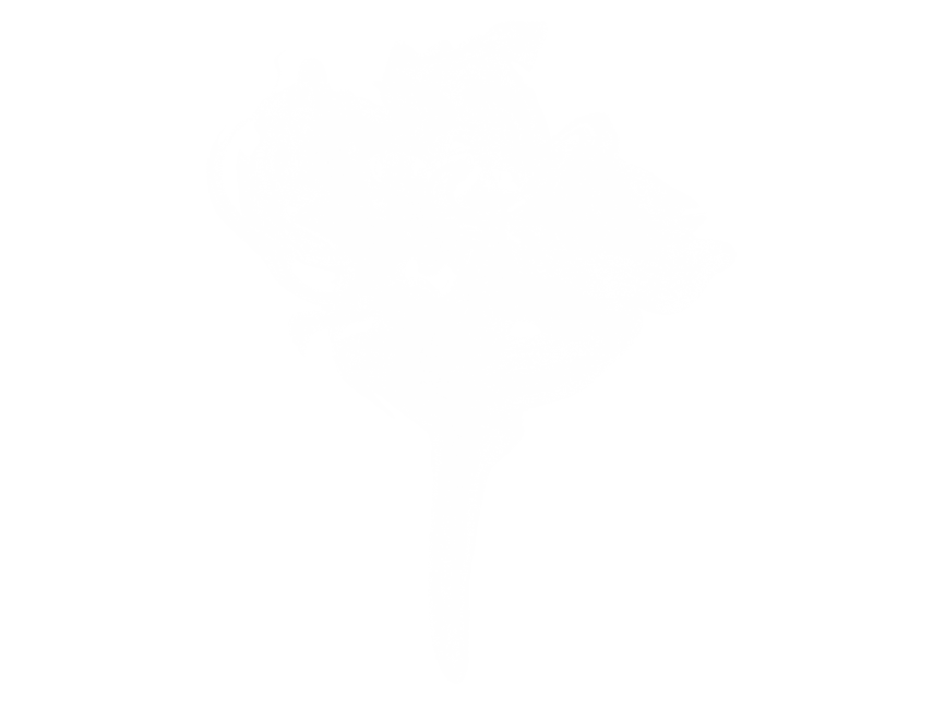 White Smoke