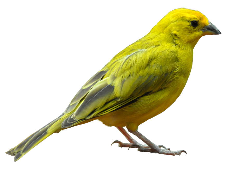 Yellow Bird