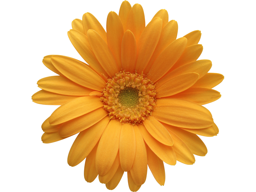 Yellow Gerbera Flower